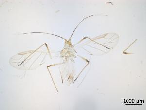  ( - Macrosiphum euphorbiae-P27)  @11 [ ] CreativeCommons - Attribution Share-Alike (2024) Unspecified University of Montreal