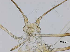  ( - Macrosiphum euphorbiae-P28)  @11 [ ] CreativeCommons - Attribution Share-Alike (2024) Unspecified University of Montreal