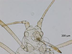  ( - Macrosiphum euphorbiae-P29)  @11 [ ] CreativeCommons - Attribution Share-Alike (2024) Unspecified University of Montreal