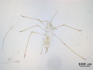  ( - Macrosiphum euphorbiae-P29)  @11 [ ] CreativeCommons - Attribution Share-Alike (2024) Unspecified University of Montreal