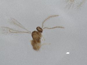  (Alaptus nr eriococci - QMOR84034)  @11 [ ] Unspecified (default): All Rights Reserved  Unspecified Unspecified