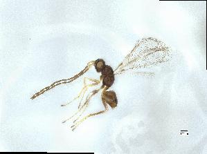  (Polynema sp. 1 - QMOR84191)  @11 [ ] Unspecified (default): All Rights Reserved  Unspecified Unspecified