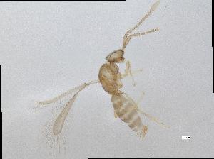  (Cleruchus sp. 1 - QMOR84281)  @11 [ ] Unspecified (default): All Rights Reserved  Unspecified Unspecified
