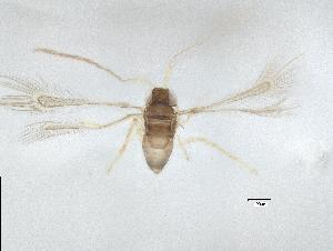  (Dicopus - QMOR84339)  @11 [ ] Unspecified (default): All Rights Reserved  Unspecified Unspecified