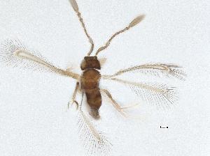 (Alaptus huberi - QMOR87767)  @11 [ ] Unspecified (default): All Rights Reserved  Unspecified Unspecified