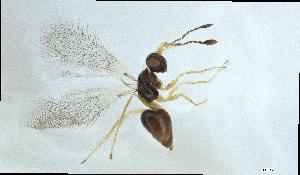  (Polynema sp. 2 - QMOR87833)  @11 [ ] Unspecified (default): All Rights Reserved  Unspecified Unspecified