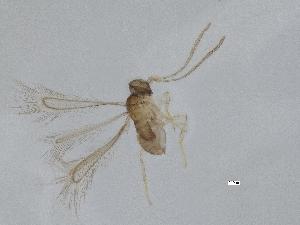  (Alaptus immaturus - QMOR87847)  @11 [ ] Unspecified (default): All Rights Reserved  Unspecified Unspecified