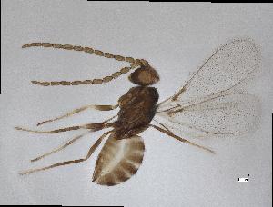  (Lymaenon sp. 1 - QMOR87848)  @11 [ ] Unspecified (default): All Rights Reserved  Unspecified Unspecified