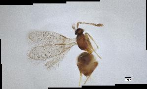  (Eustochus - QMOR87959)  @11 [ ] Unspecified (default): All Rights Reserved  Unspecified Unspecified