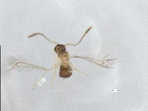  (Alaptus nr. minimus - QMOR88117)  @11 [ ] Unspecified (default): All Rights Reserved  Unspecified Unspecified