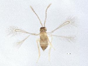  (Alaptus antennatus - QMOR88134)  @11 [ ] Unspecified (default): All Rights Reserved  Unspecified Unspecified