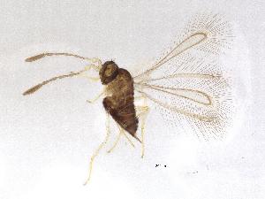  (Alaptus minimus - QMOR88203)  @11 [ ] Unspecified (default): All Rights Reserved  Unspecified Unspecified