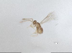  (Alaptus iceryae - QMOR91083)  @11 [ ] Unspecified (default): All Rights Reserved  Unspecified Unspecified