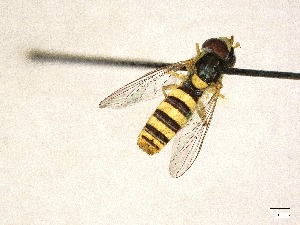  (Sphaerophoria Contigua - E1-sphaerophoria contigua)  @11 [ ] CreativeCommons - Attribution Share-Alike (2025) Unspecified University of Montreal