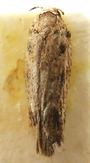  ( - NK2448)  @11 [ ] Copyright (2024) Julia Lovtsova All-Russian Plant Quarantine Center