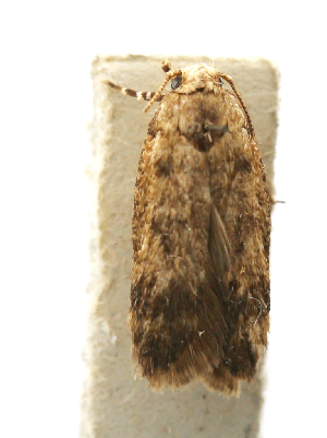  ( - NK2449)  @11 [ ] Copyright (2024) Julia Lovtsova All-Russian Plant Quarantine Center