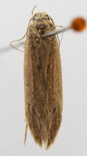  ( - NK2454)  @11 [ ] Copyright (2024) Julia Lovtsova All-Russian Plant Quarantine Center