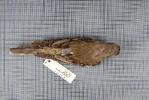  ( - MTD C 58977)  @12 [ ] Copyright (2013) Patrick Strutzenberger Senckenberg Natural History Collections Dresden