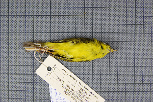  ( - MAR2047)  @13 [ ] Copyright (2013) Patrick Strutzenberger Senckenberg Natural History Collections Dresden