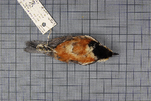  (Sittiparus - MTD C 62061)  @13 [ ] Copyright (2013) Patrick Strutzenberger Senckenberg Natural History Collections Dresden