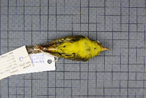  (Phylloscopus intermedius - MAR2042)  @13 [ ] Copyright (2013) Patrick Strutzenberger Senckenberg Natural History Collections Dresden