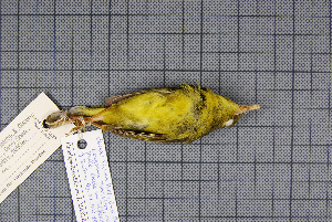  (Phylloscopus soror - MAR2045)  @13 [ ] Copyright (2013) Patrick Strutzenberger Senckenberg Natural History Collections Dresden