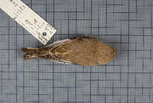  ( - MTD C 59919)  @13 [ ] Copyright (2013) Patrick Strutzenberger Senckenberg Natural History Collections Dresden