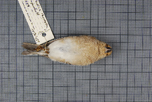  ( - MTD C 59919)  @12 [ ] Copyright (2013) Patrick Strutzenberger Senckenberg Natural History Collections Dresden