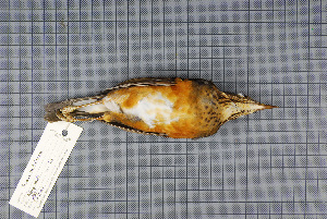  (Turdus hortulorum - MAR2336)  @13 [ ] Copyright (2013) Patrick Strutzenberger Senckenberg Natural History Collections Dresden