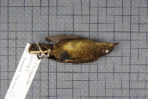  (Phylloscopus fuligiventer - MAR2633)  @13 [ ] Copyright (2013) Patrick Strutzenberger Senckenberg Natural History Collections Dresden