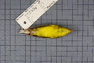  (Phylloscopus burkii - MAR2730)  @13 [ ] Copyright (2013) Patrick Strutzenberger Senckenberg Natural History Collections Dresden