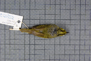  (Phylloscopus cantator - MAR2781)  @12 [ ] Copyright (2013) Patrick Strutzenberger Senckenberg Natural History Collections Dresden