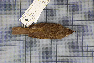  ( - MAR3252)  @12 [ ] Copyright (2013) Patrick Strutzenberger Senckenberg Natural History Collections Dresden