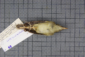  ( - MAR3262)  @12 [ ] Copyright (2013) Patrick Strutzenberger Senckenberg Natural History Collections Dresden