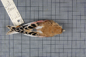  ( - MTD C 62327)  @11 [ ] Copyright (2013) Patrick Strutzenberger Senckenberg Natural History Collections Dresden