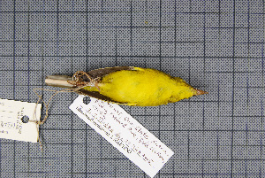  ( - MAR4728)  @12 [ ] Copyright (2013) Patrick Strutzenberger Senckenberg Natural History Collections Dresden