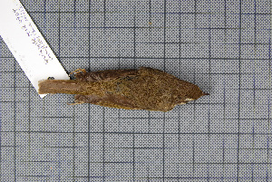  ( - MAR4904)  @12 [ ] Copyright (2013) Patrick Strutzenberger Senckenberg Natural History Collections Dresden