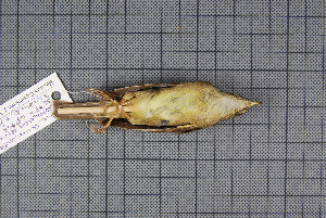  ( - MAR4904)  @13 [ ] Copyright (2013) Patrick Strutzenberger Senckenberg Natural History Collections Dresden