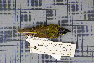  ( - MAR4926)  @12 [ ] Copyright (2013) Patrick Strutzenberger Senckenberg Natural History Collections Dresden