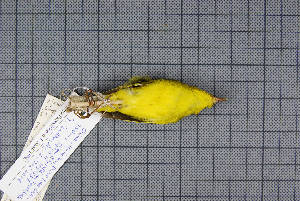  (Phylloscopus hainanus - MAR5702)  @13 [ ] Copyright (2013) Patrick Strutzenberger Senckenberg Natural History Collections Dresden
