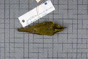  ( - MAR5735)  @12 [ ] Copyright (2013) Patrick Strutzenberger Senckenberg Natural History Collections Dresden