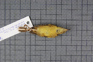  (Phylloscopus subaffinis - MAR5746)  @13 [ ] Copyright (2013) Patrick Strutzenberger Senckenberg Natural History Collections Dresden