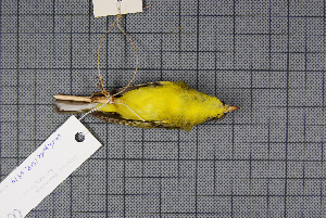  ( - MAR6974)  @12 [ ] Copyright (2013) Patrick Strutzenberger Senckenberg Natural History Collections Dresden