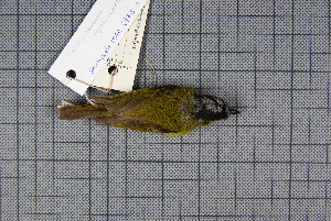  ( - MAR6975)  @13 [ ] Copyright (2013) Patrick Strutzenberger Senckenberg Natural History Collections Dresden