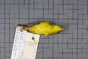  ( - MAR6975)  @13 [ ] Copyright (2013) Patrick Strutzenberger Senckenberg Natural History Collections Dresden