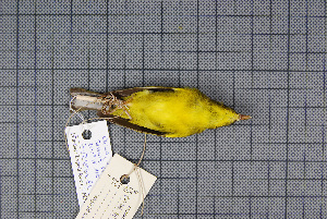  ( - MAR7011)  @13 [ ] Copyright (2013) Patrick Strutzenberger Senckenberg Natural History Collections Dresden