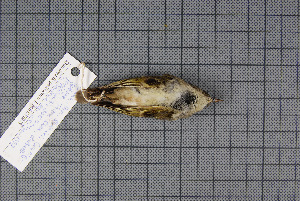  (Phylloscopus yunnanensis - MAR738)  @11 [ ] Copyright (2013) Patrick Strutzenberger Senckenberg Natural History Collections Dresden