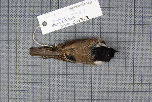  (Poecile hypermelaenus - MAR829)  @13 [ ] Copyright (2013) Patrick Strutzenberger Senckenberg Natural History Collections Dresden