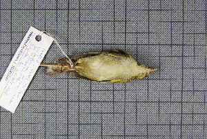  (Phylloscopus intensior - MAR854)  @13 [ ] Copyright (2013) Patrick Strutzenberger Senckenberg Natural History Collections Dresden