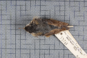  (Sitta villosa - MTD C 33568)  @11 [ ] Copyright (2014) Senckenberg Natural History Collections Dresden Senckenberg Natural History Collections Dresden